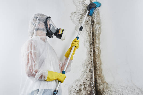 Best Affordable Mold Removal  in USA